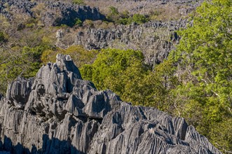 Tsingy plateau in the Ankarana Special Reserve
