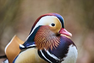 Portrait of a Mandarin duck