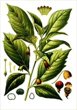 Medicinal plant