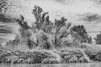 Hoarfrost willows and forested reeds