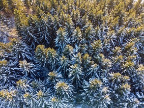 Small piece of coniferous forest in winter full of snow from a birds eye view