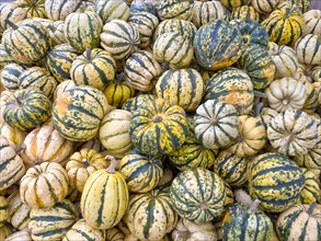 A big bunch of white and green sweet potato pumpkins with stripes