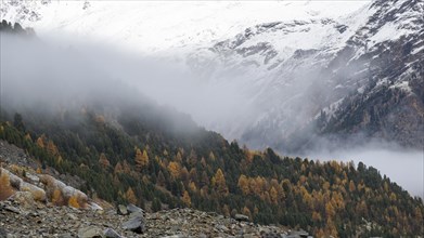 Autumn larch forest in Val Morteratsch