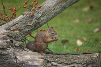 Squirrel with nut in mouth sitting on tree stump with red rose hips seen on right side