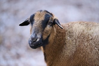 Portrait of a Female Cameroon sheep