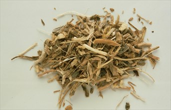 Medicinal herbs: Sarsaparilla root