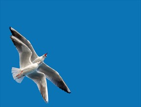 Pair of seagulls flying in blue a sky background