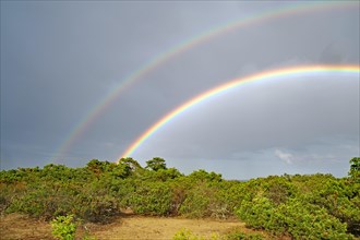 Double rainbow over hedges