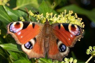 Peacock butterfly with open wings sitting on green ivy fruits looking up from behind