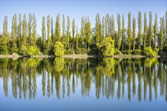 Cottonwood and willow trees in spring at a lake with a reflection