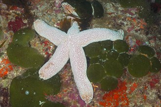 Catalas starfish