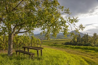 Landscape with walnut tree