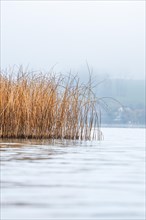 Reed in the water during winter