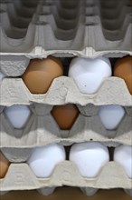 Egg carton eggs