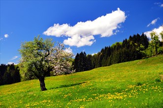 Alpine meadow with a blossoming apple tree in spring