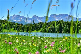 Alpine meadow in summer near Garmisch-Partenkirchen