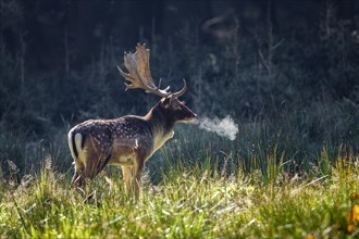 Fallow deer