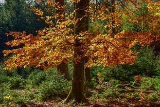 Autumn leaves of a beech in the backlight