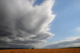 Rain clouds gathering over a cornfield