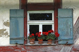 Window with shutters and flowering geraniums on the shepherds house built in 1744