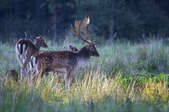 Fallow deer