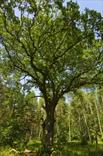 Mecklenburg-Western Pomerania Mecklenburg Lake District Mueritz National Park 700-year-old English oak