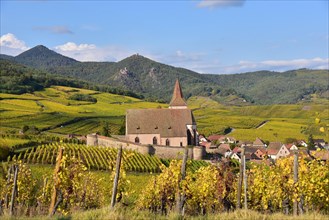 View of the village church and the vineyards of Hunawihr on the Alsace Wine Route in the Haut-Rhin departement