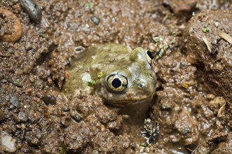 The plains spadefoot toad