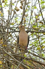 Dove on tree branches