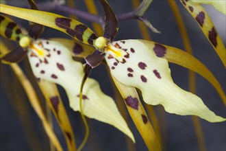 Brassia arcuigera or spider orchid