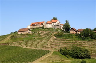 Staufenberg Castle with vineyards