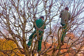 Gardeners pruning a tree A0018
