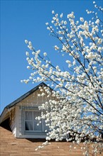 Cherry blossom tree in front of attic in Julian