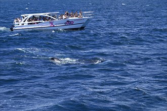 Tourists watching humpback whale