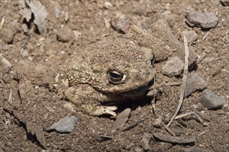 The Great Plains toad