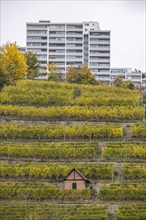 Vineyard in the middle of the state capital Stuttgart with vineyard cottage and housing estate