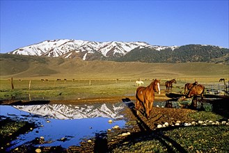 Horses and cattle in the ranch pasture