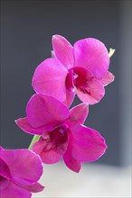 Dendrobium Bigibbum Compactum orchid