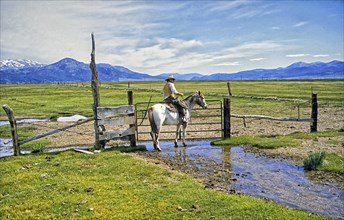 Cowboy on Appaloosa horse opens pasture gate