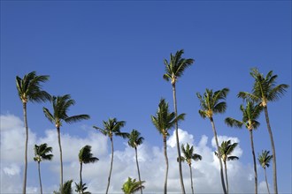 Palm Trees in the Wind