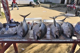 Captured tuna at Playa Las Terrenas Samana