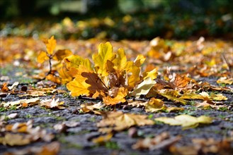 Autumn leaves of an oak tree