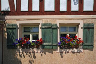 Window with flowering geraniums