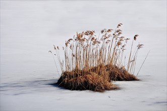 Reed island in a frozen lake in Bavaria