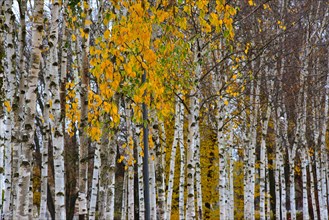 Young birch trees