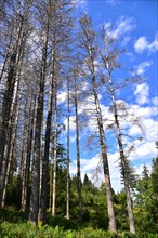 Dead spruces in a mountain forest near Missen