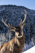 Deer on the Reiseralm near Lenggries