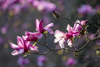 Magnolia blossom in spring