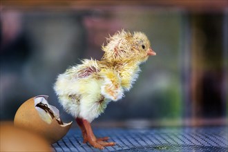 Chicken chick hatches from egg