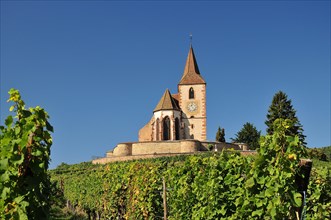 Saint-Jacques-le-Majeur Church in the vineyards of Hunawihr in Alsace